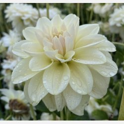 Dahlia Caramel Antique 