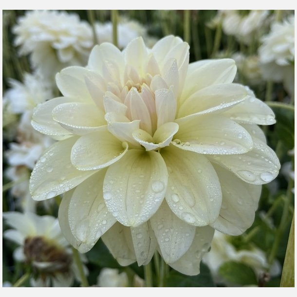 Dahlia Caramel Antique 