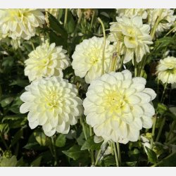 Dahlia Caramel Antique 