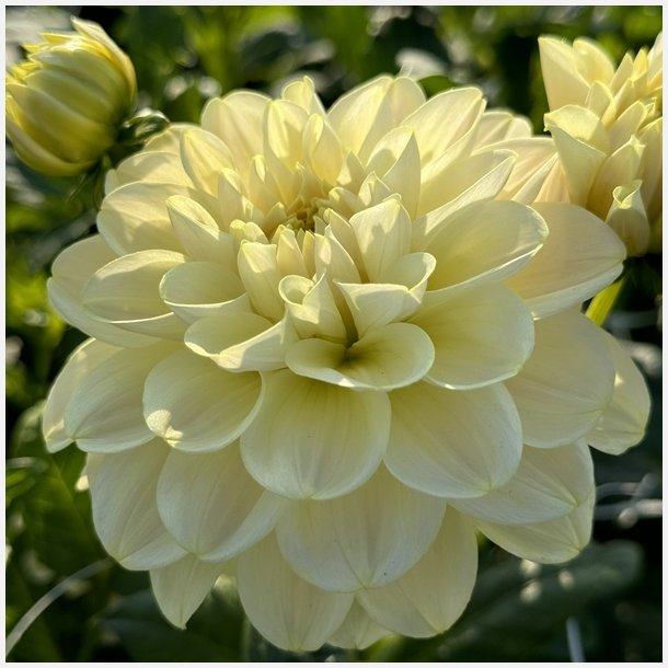 Dahlia Caramel Antique 