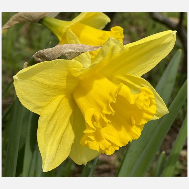 Narcis Carlton 8 lg
