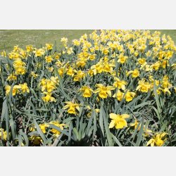 Narcis Carlton 50 lg