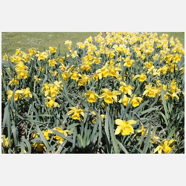 Narcis Carlton 50 lg