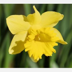 Narcis Carlton 50 lg