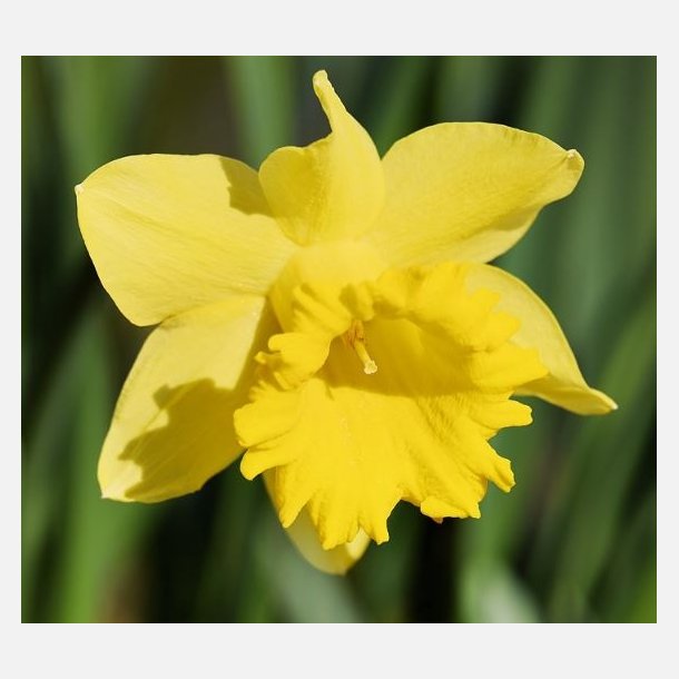 Narcis Carlton 50 lg