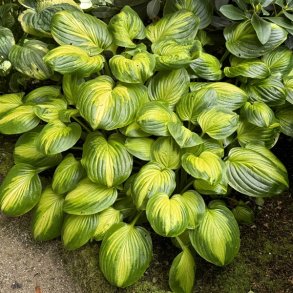 Hosta Cathedral Windows