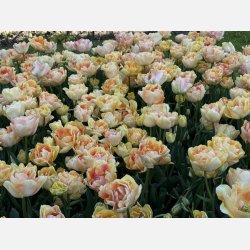 Tulipan Charming Lady 8 lg