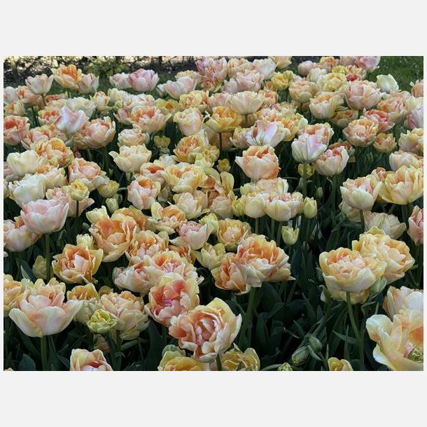 Tulipan Charming Lady 8 lg