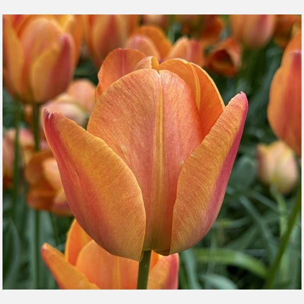 Tulipan Charade 8 lg 