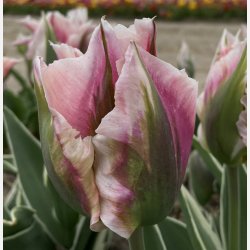 Tulipan China Town 8 lg