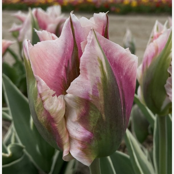 Tulipan China Town 8 lg