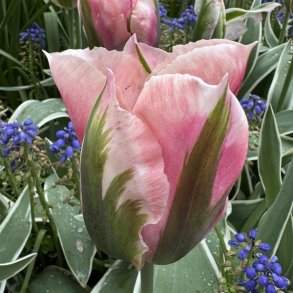 Tulipan China Town 8 lg