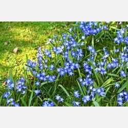 Stor Snepryd Luciliae 30 lg