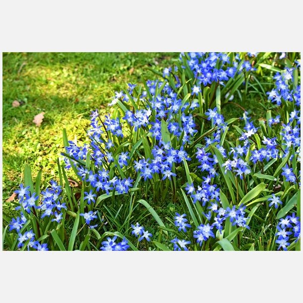 Stor Snepryd Luciliae 30 lg