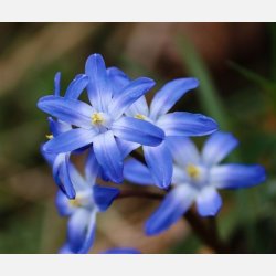 Stor Snepryd Luciliae 30 lg