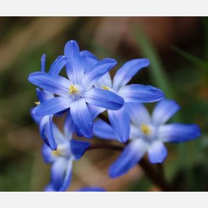 Stor Snepryd Luciliae 30 lg