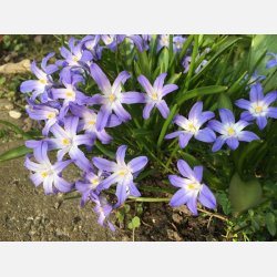 Stor Snepryd Luciliae 30 lg