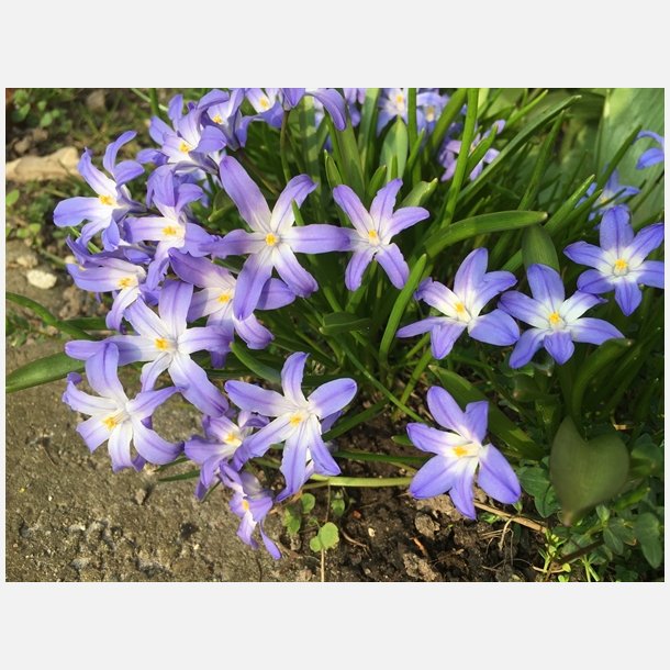 Stor Snepryd Luciliae 30 lg