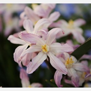 Stor Snepryd Pink Giant 20 lg