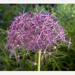Allium Christopii 5 lg