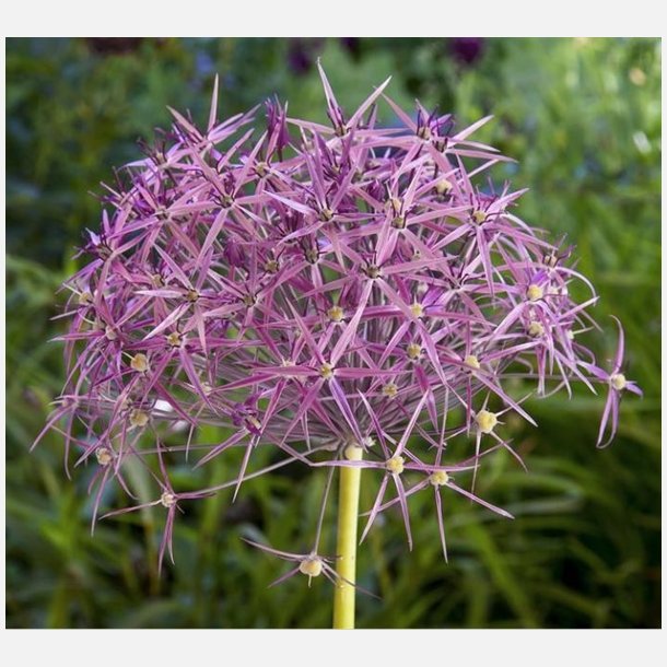 Allium Christopii 5 lg