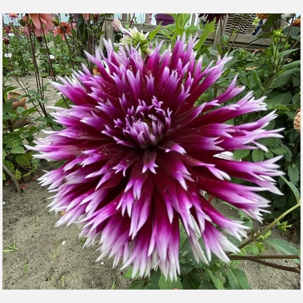 Dahlia Clair Obscur 