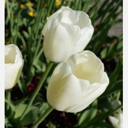 Tulipan Clearwater 8 lg