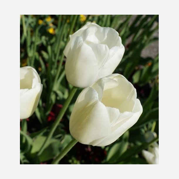 Tulipan Clearwater 8 lg