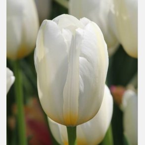 Tulipan Clearwater 8 lg