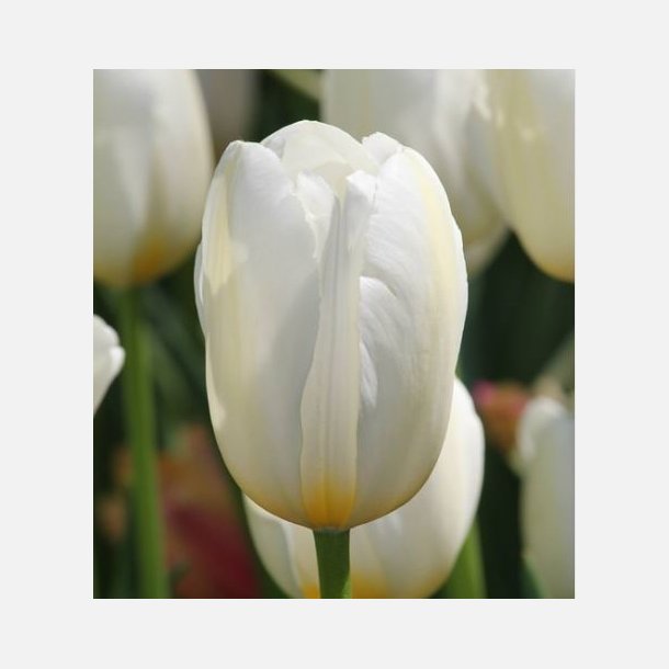 Tulipan Clearwater 8 lg