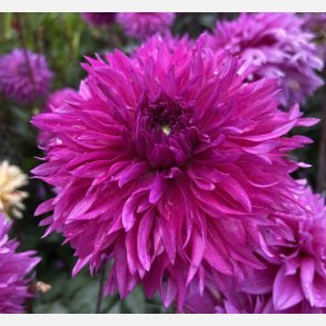 Dahlia Cornwall Island