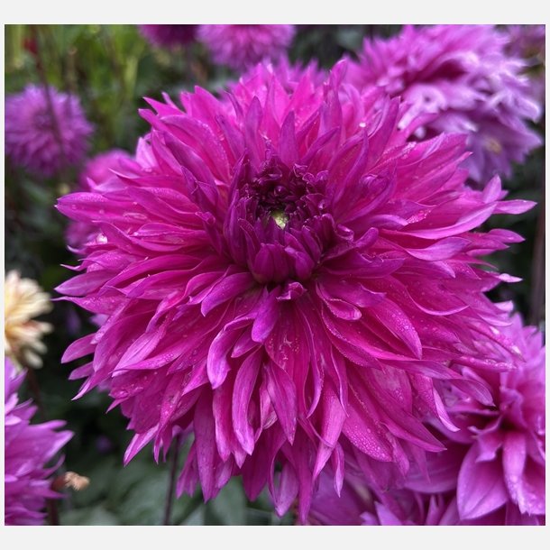 Dahlia Cornwall Island