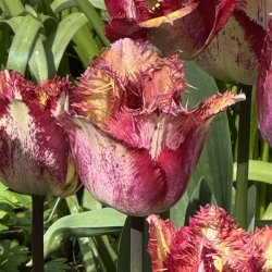 Tulipan Colour Fusion 5 lg 