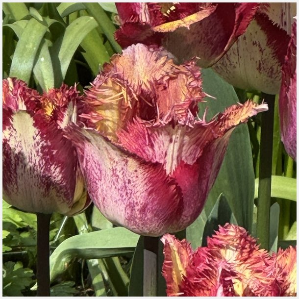 Tulipan Colour Fusion 5 lg 