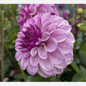 Dahlia Columbus