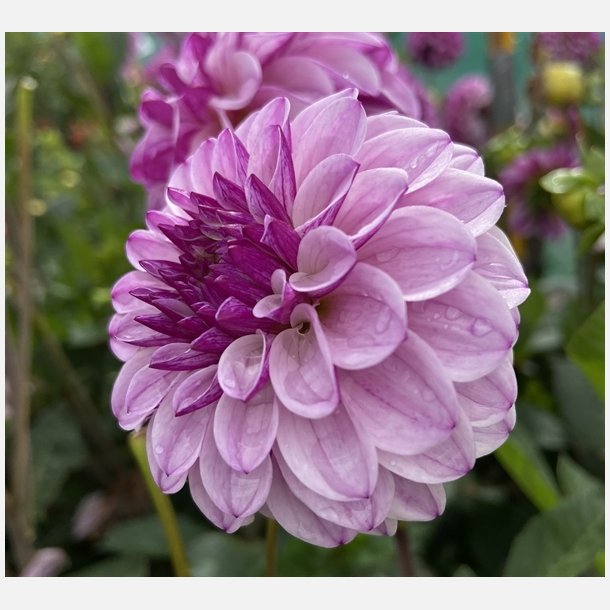 Dahlia Columbus