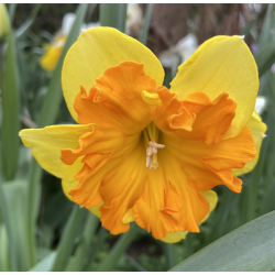 Narcis Congress 5 lg