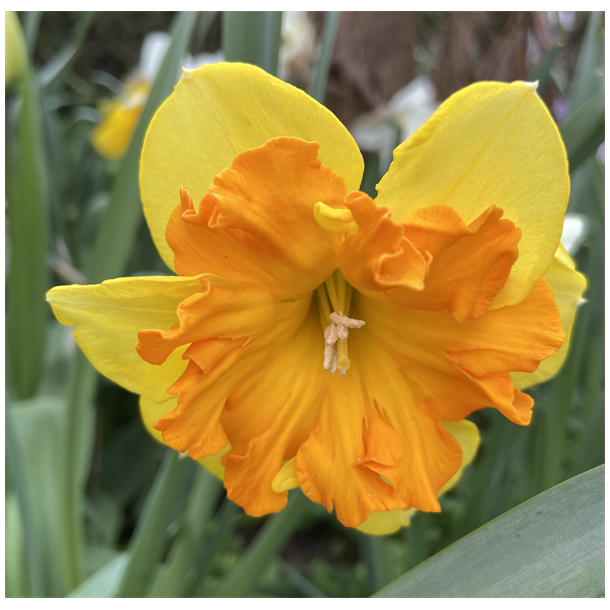 Narcis Congress 5 lg