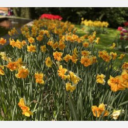 Narcis Congress 5 lg