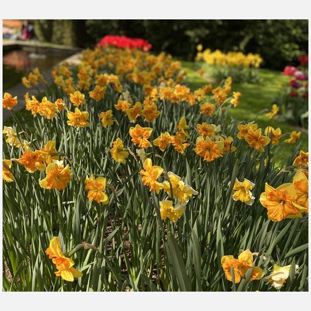 Narcis Congress 5 lg