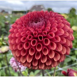 Dahlia Copperboy