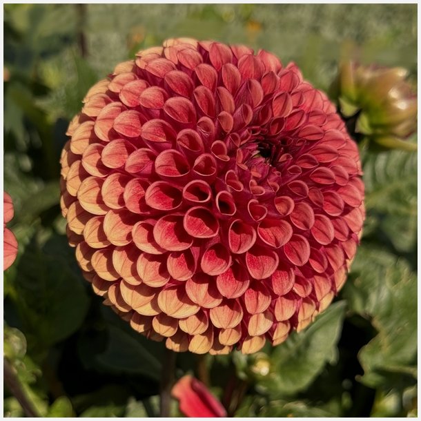 Dahlia Copperboy