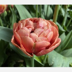 Tulipan Copper Image 8 lg