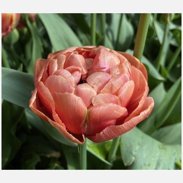 Tulipan Copper Image 8 lg