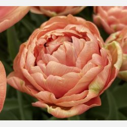 Tulipan Copper Image 8 lg