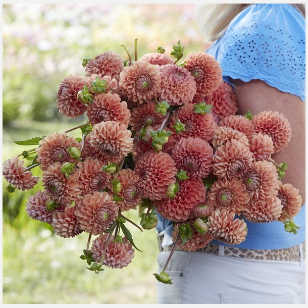 Dahlia Cornel Bronz