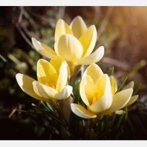 Krokus Romance 25 lg