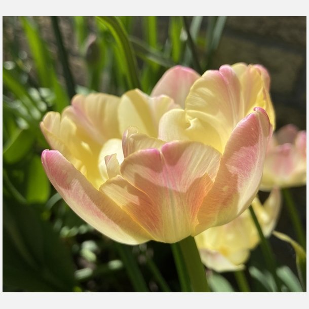 Tulipan Creme Upstar 6 lg