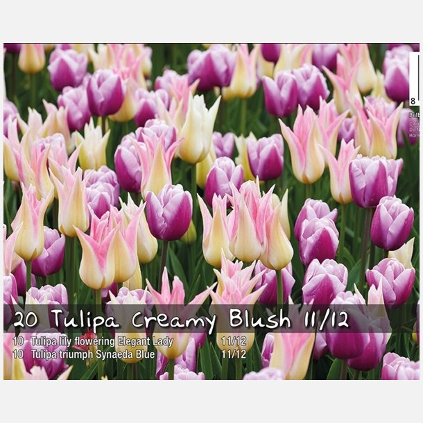 Tulip mix Creamy Blush 14 lg