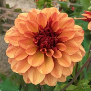 Dahlia Creme de Cognac 